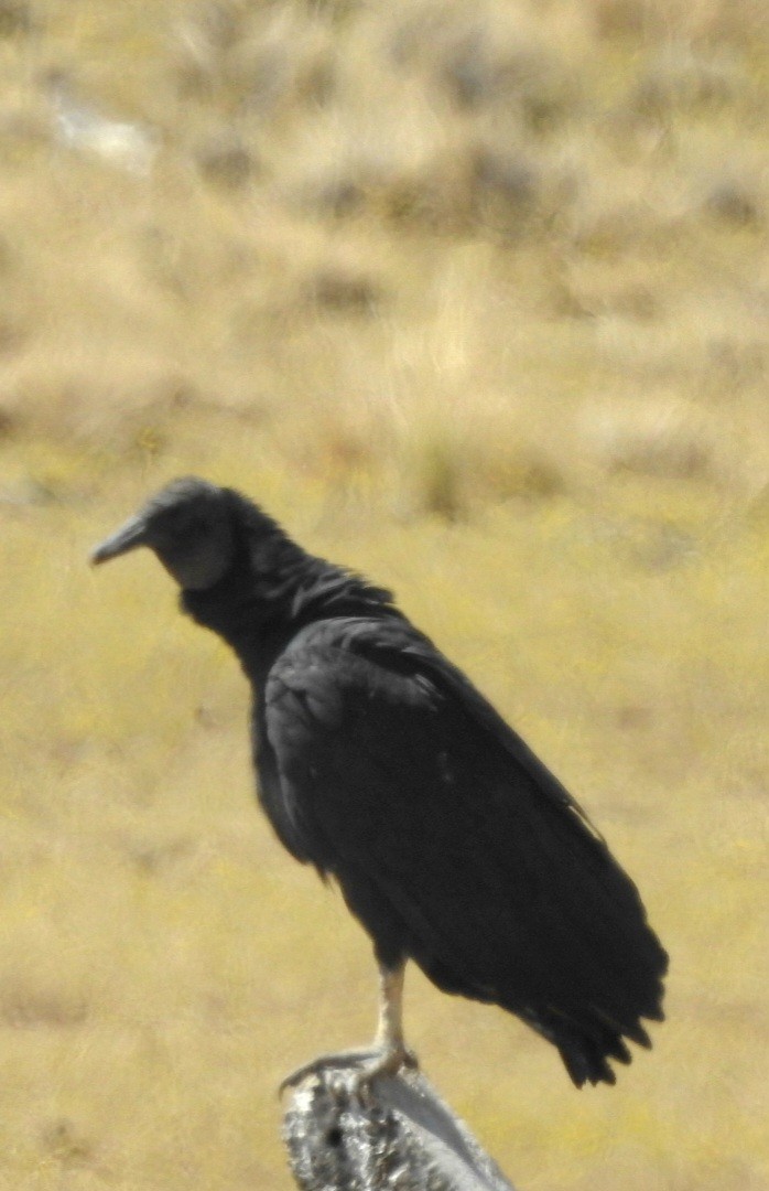 Black Vulture - ML615692701