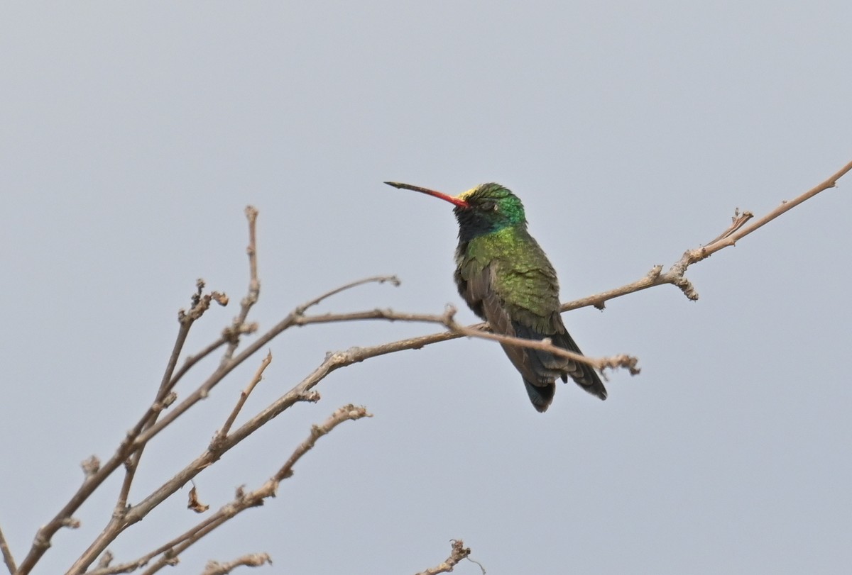 Broad-billed Hummingbird - ML615692740
