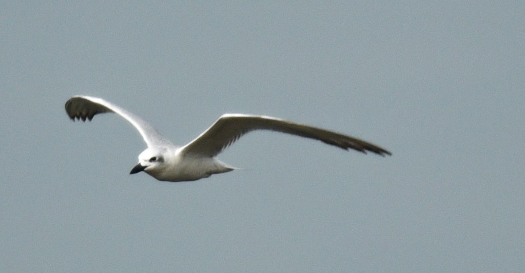 Gull-billed Tern - ML615692747