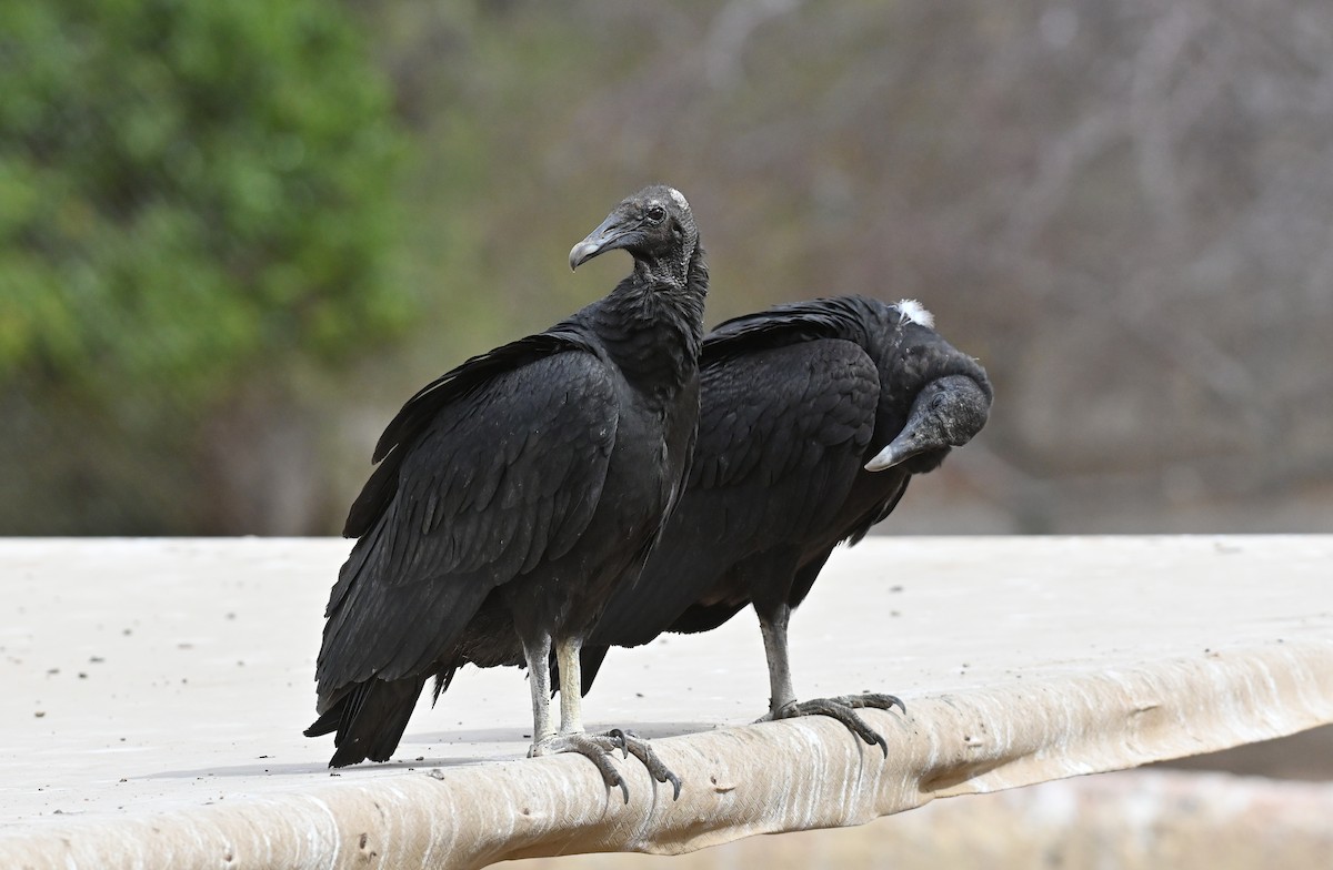 Black Vulture - ML615692776