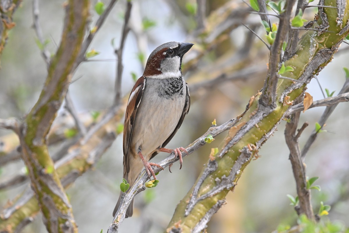 House Sparrow (Gray-cheeked) - ML615692786