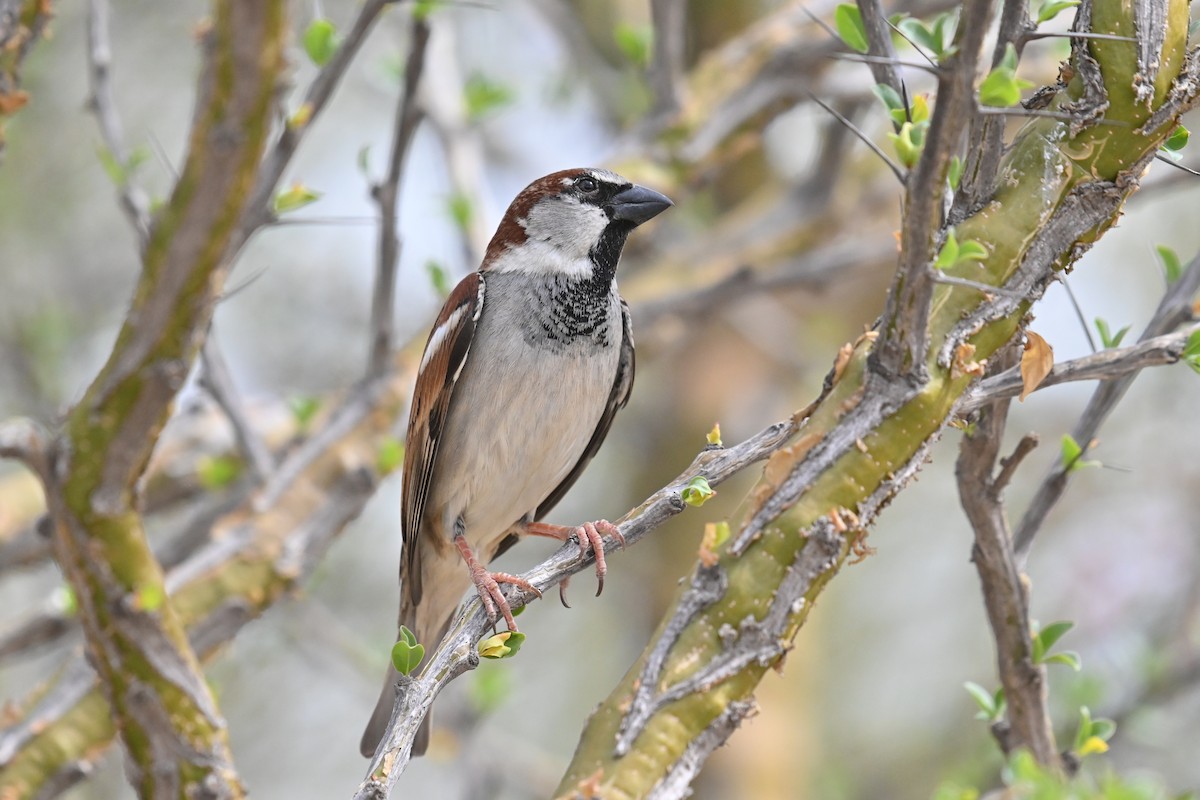 House Sparrow (Gray-cheeked) - ML615692802