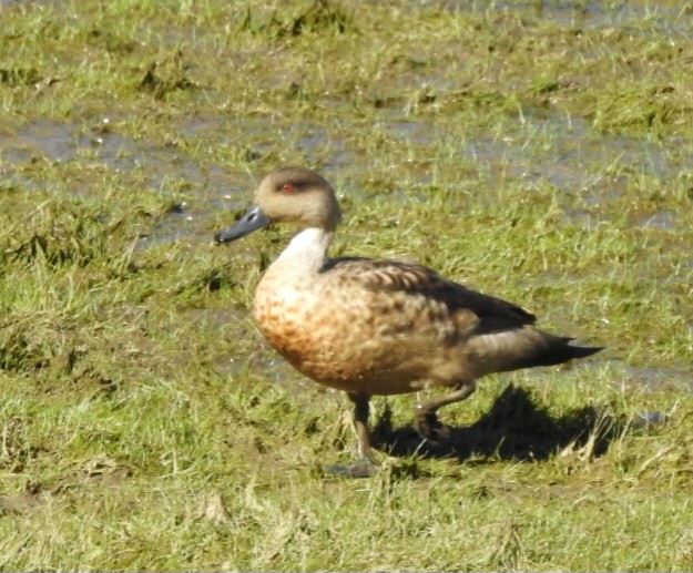 Crested Duck - ML615692862