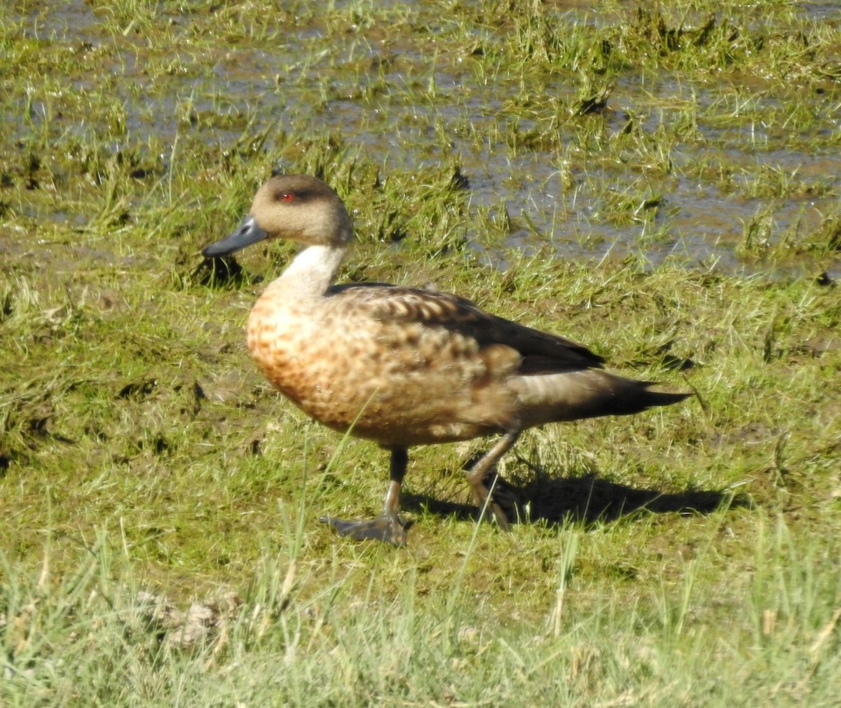 Crested Duck - ML615692863
