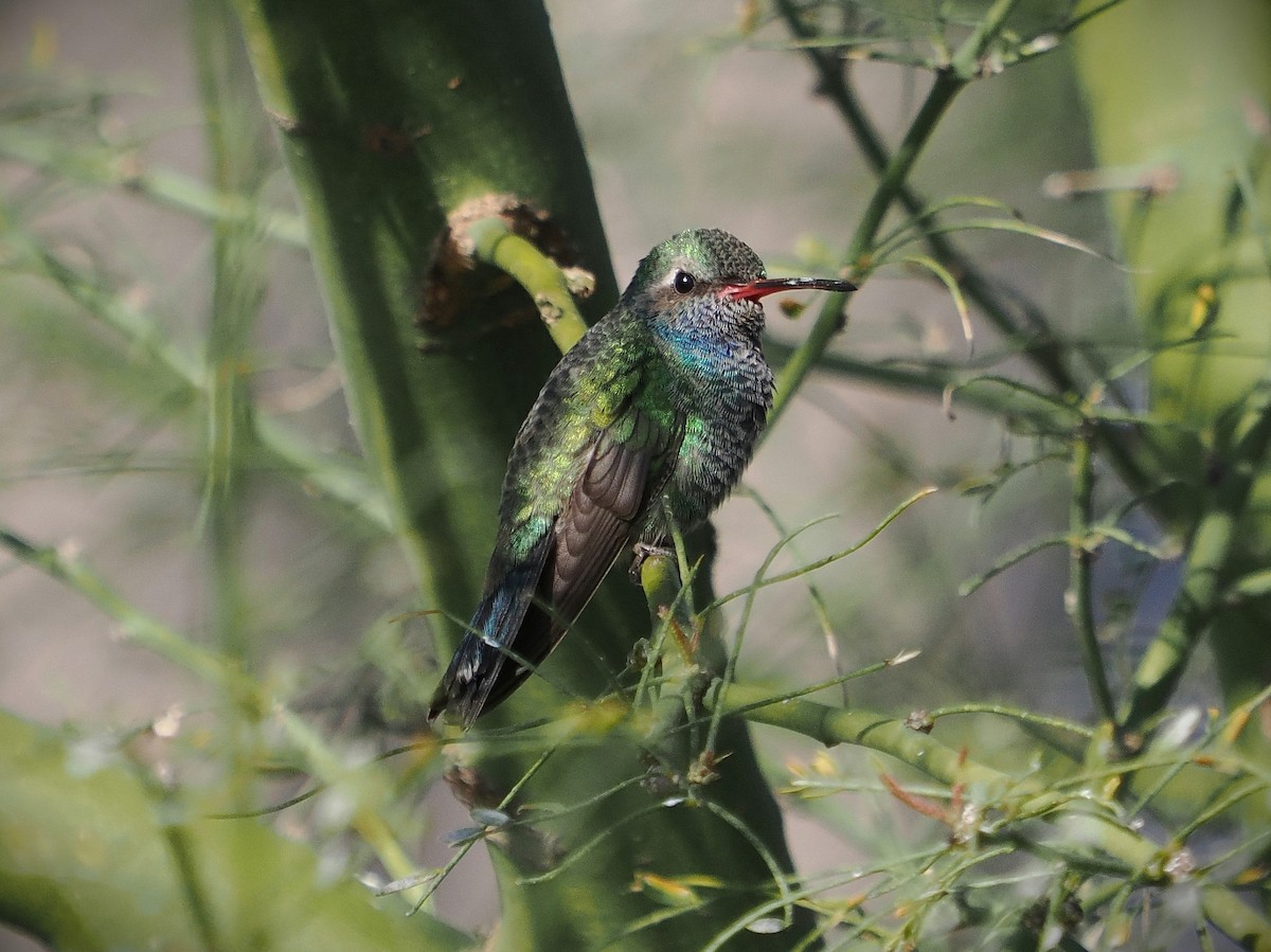 EBird Checklist 5 Mar 2024 Stakeout Broad Billed Hummingbird   1200