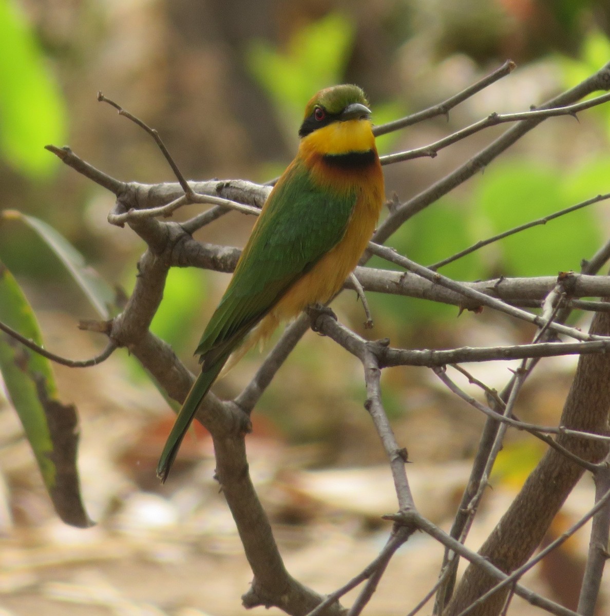 Little Bee-eater - ML615692982