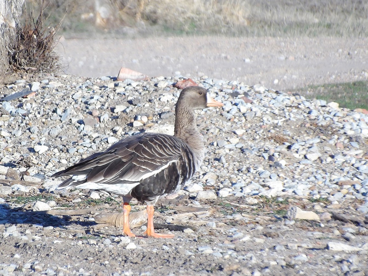 Greater White-fronted Goose - Todd Birzer