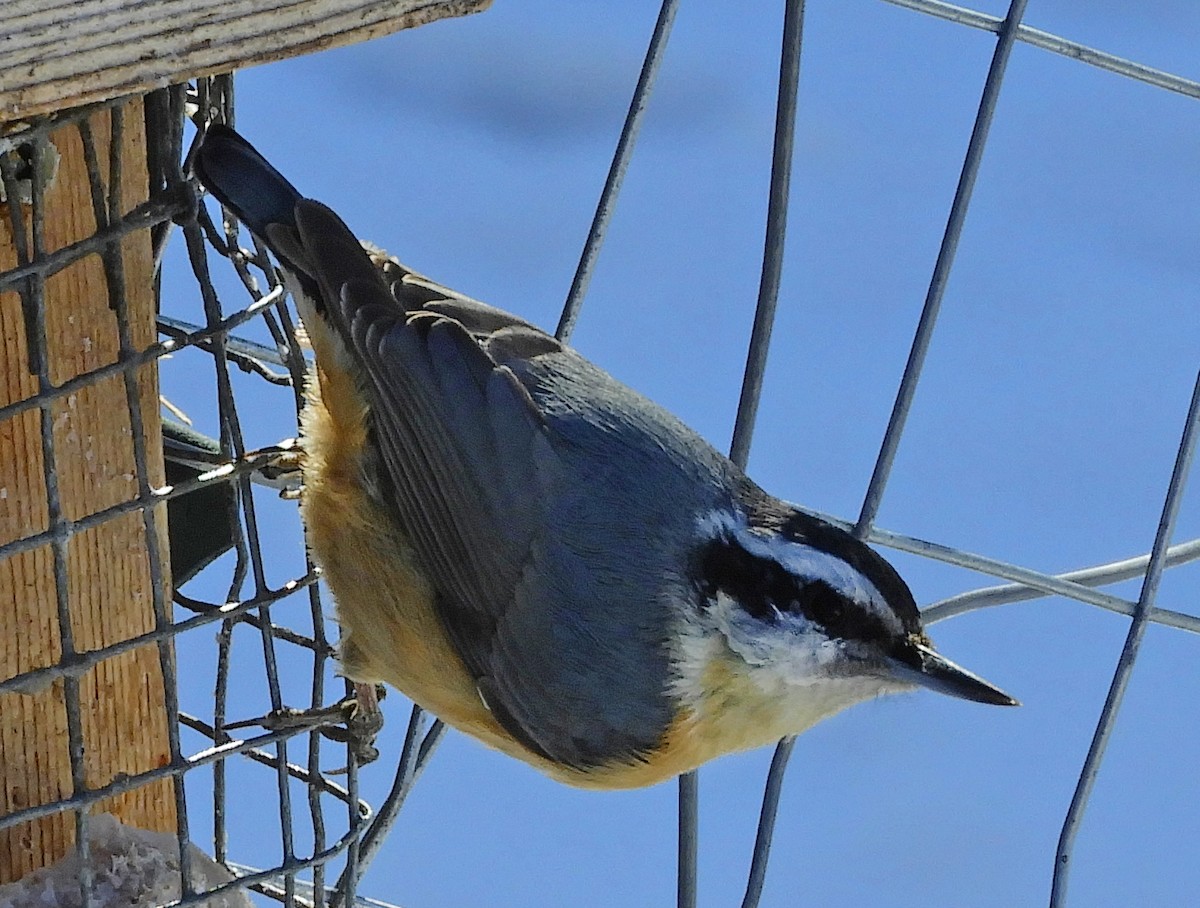 Red-breasted Nuthatch - ML615693089