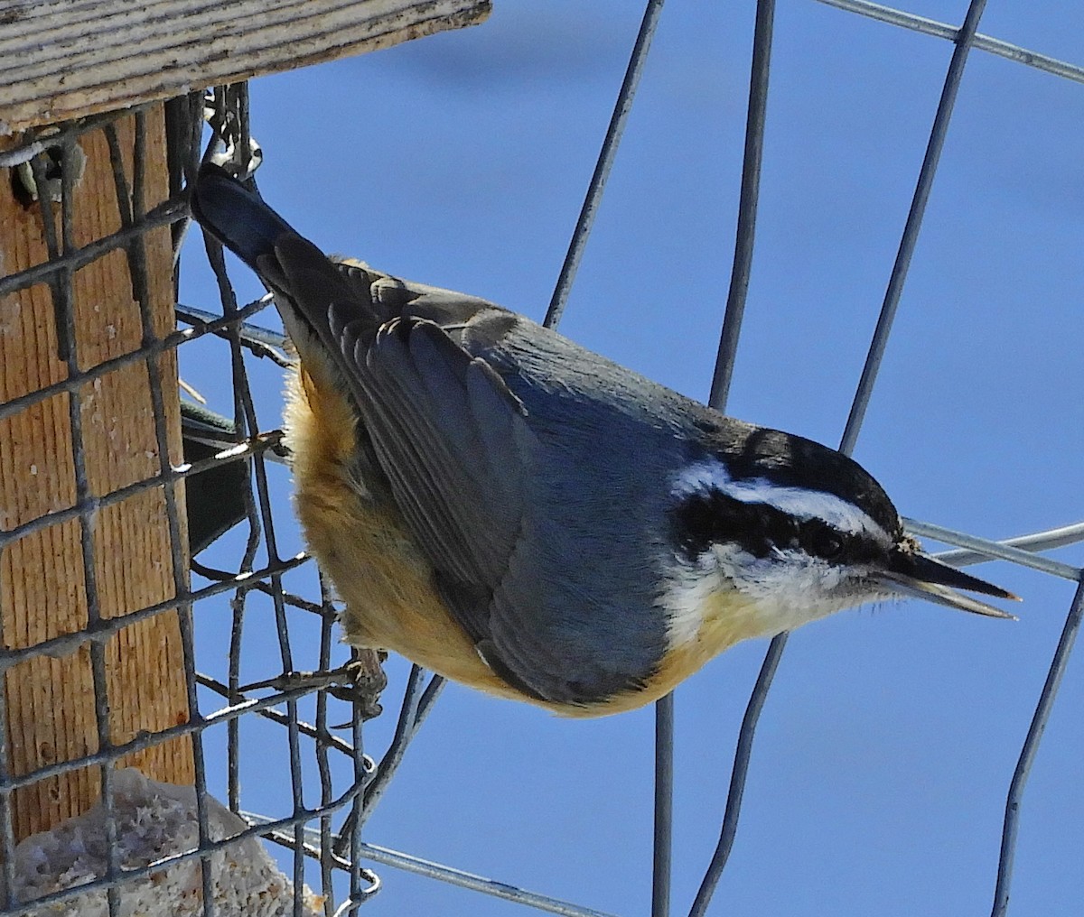 Red-breasted Nuthatch - ML615693090