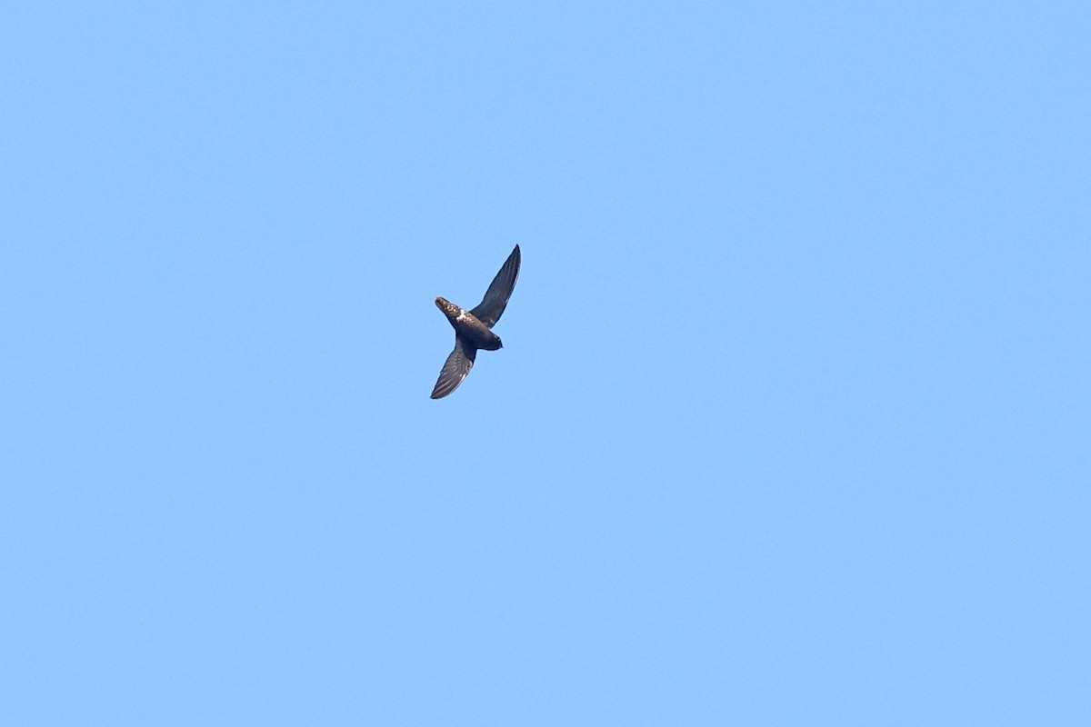 Spot-fronted Swift - ML615693358