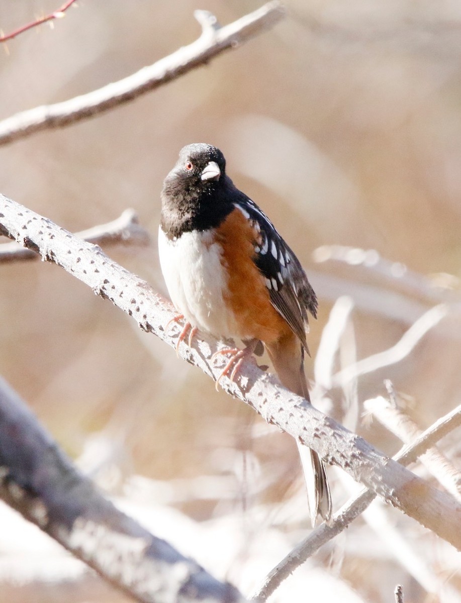 Spotted Towhee - ML615693380