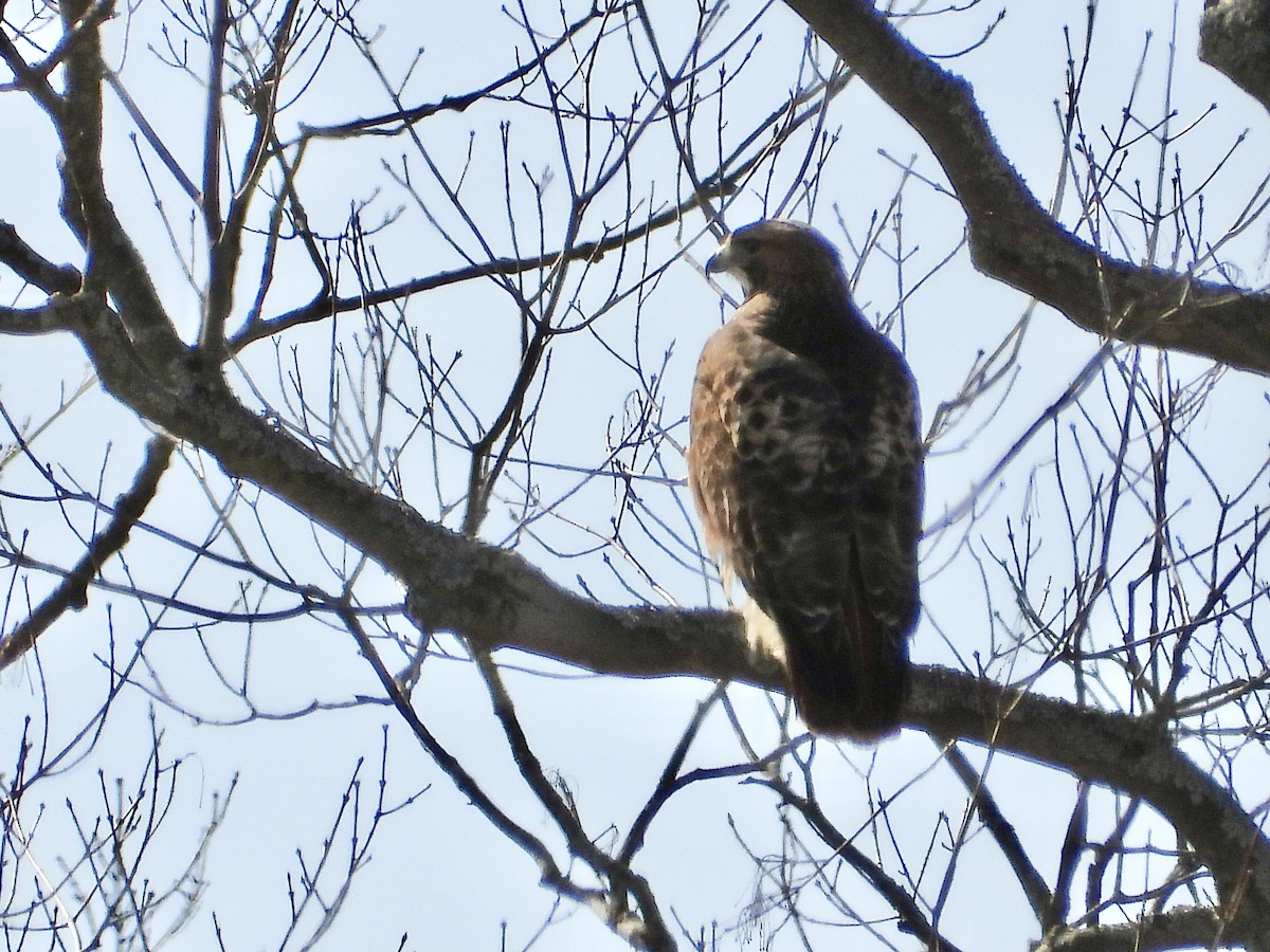 Red-tailed Hawk - ML615693493