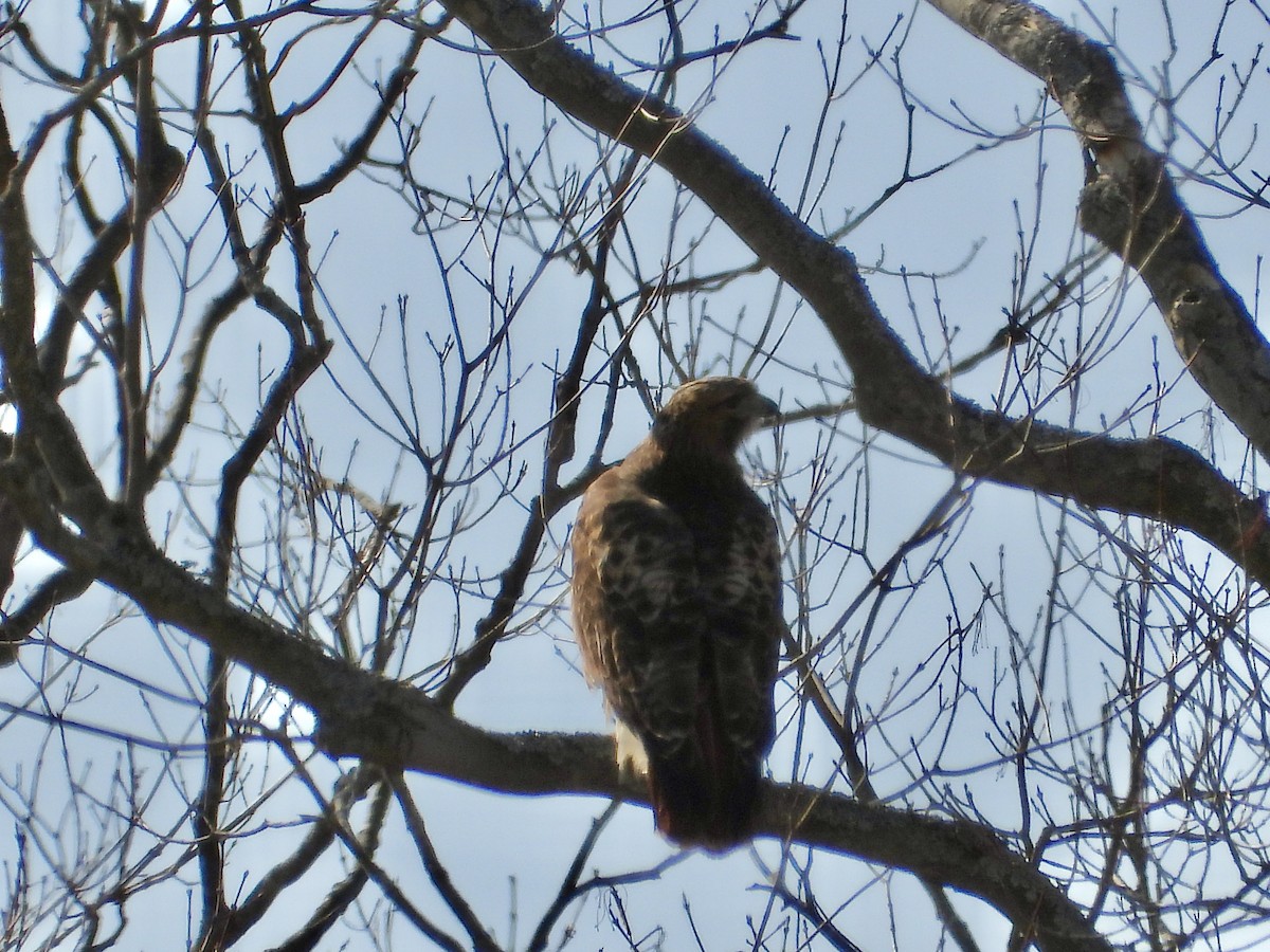 Red-tailed Hawk - ML615693494