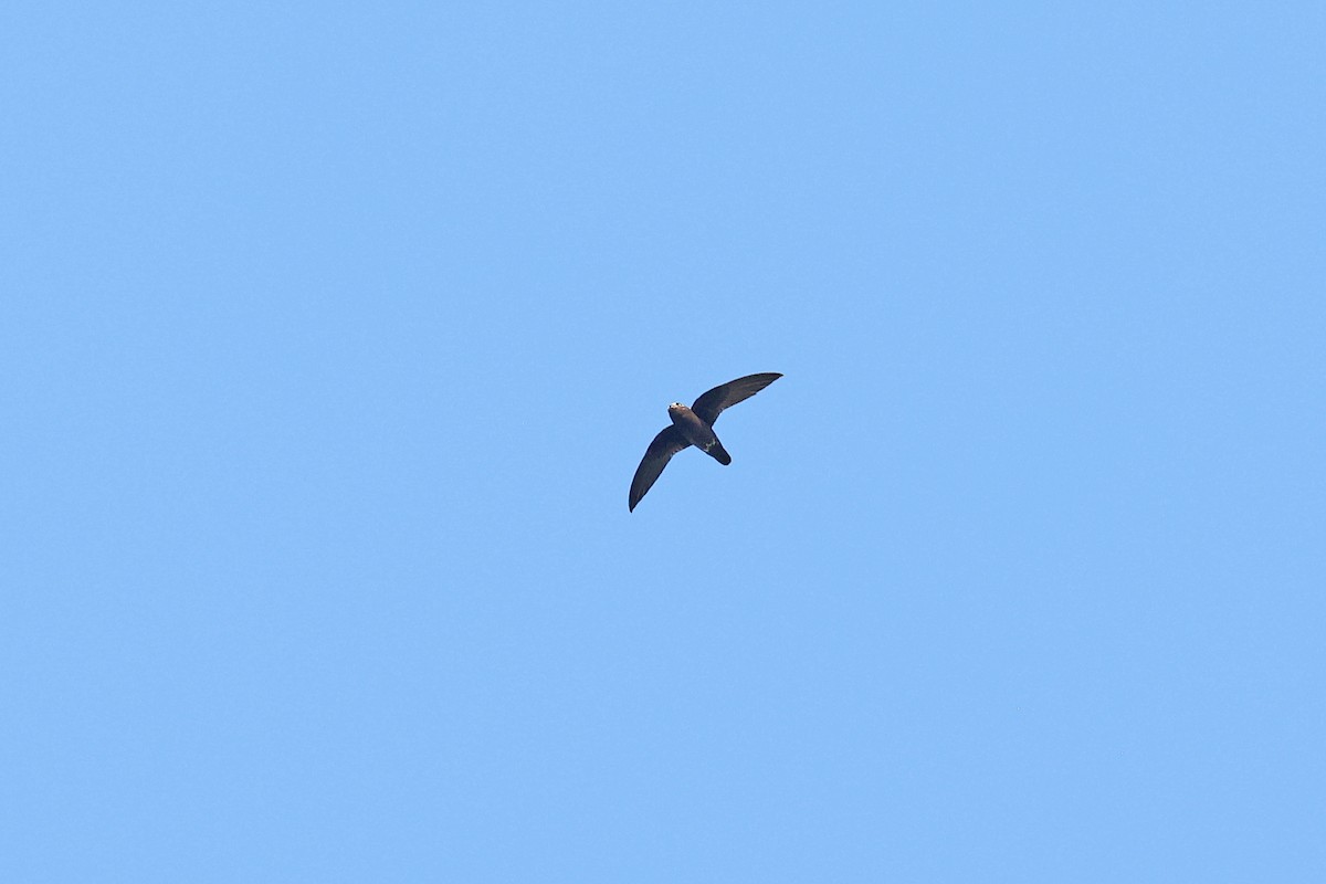 Spot-fronted Swift - ML615693624