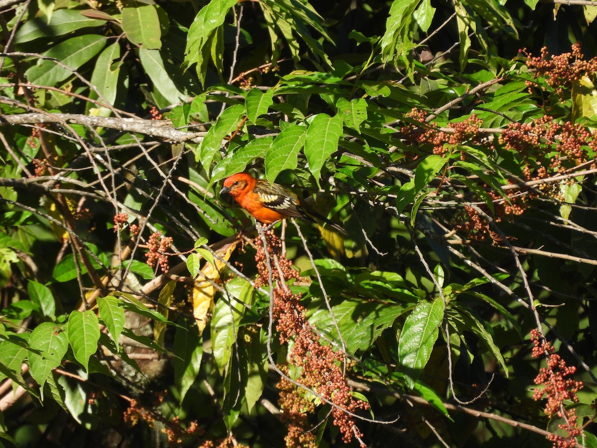 Flame-colored Tanager - ML615693643
