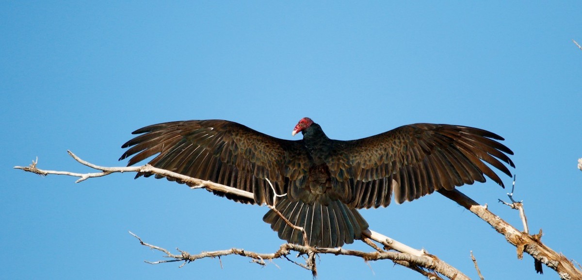 Turkey Vulture - ML615693744