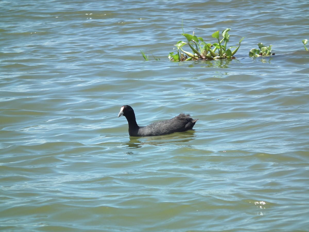 Red-knobbed Coot - ML615693836