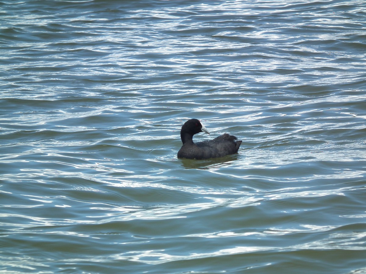 Red-knobbed Coot - ML615693848