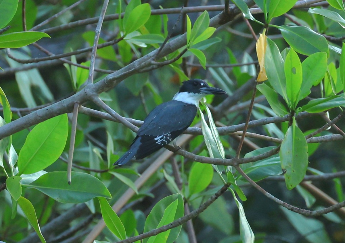 Belted Kingfisher - ML615693921