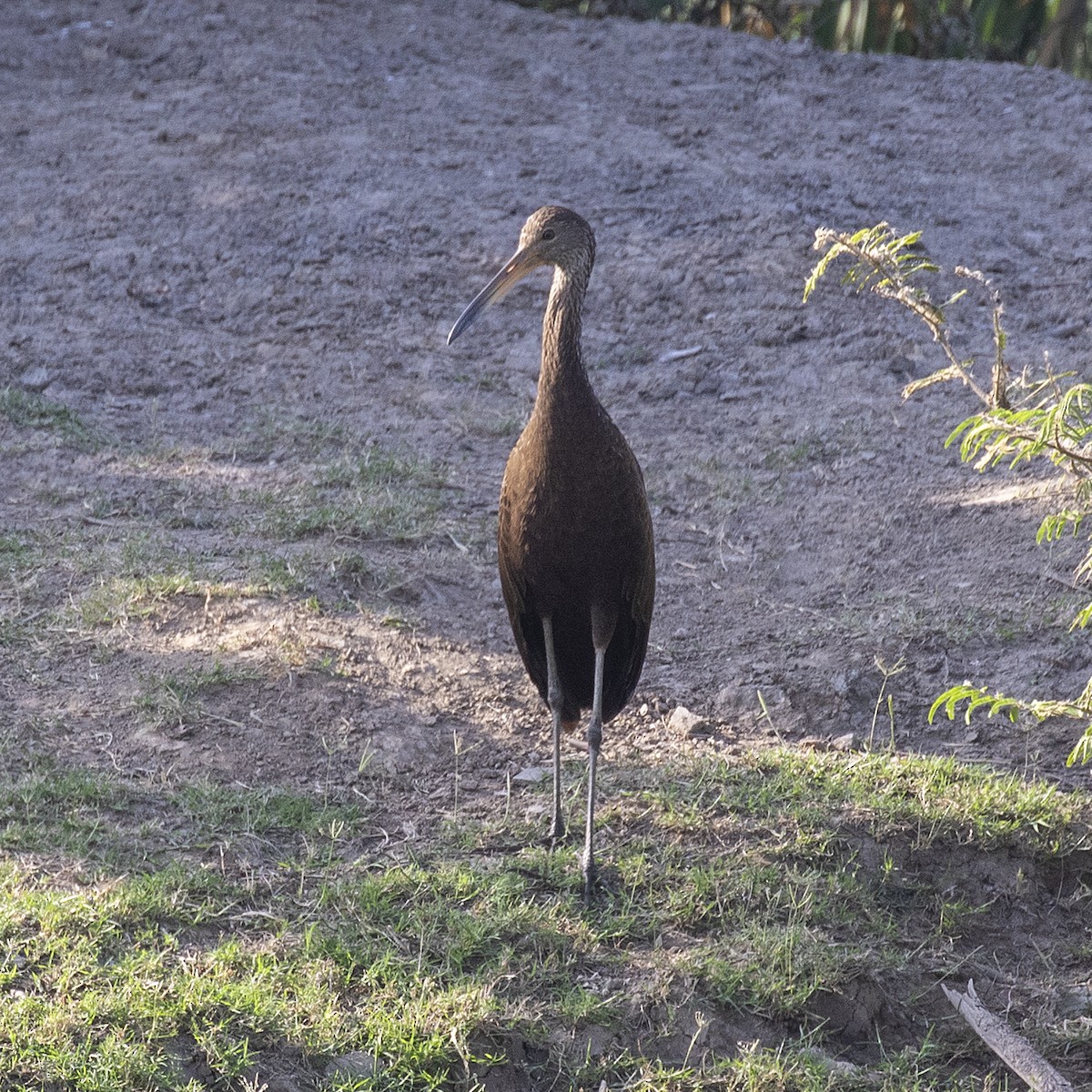 Limpkin (Brown-backed) - ML615693946