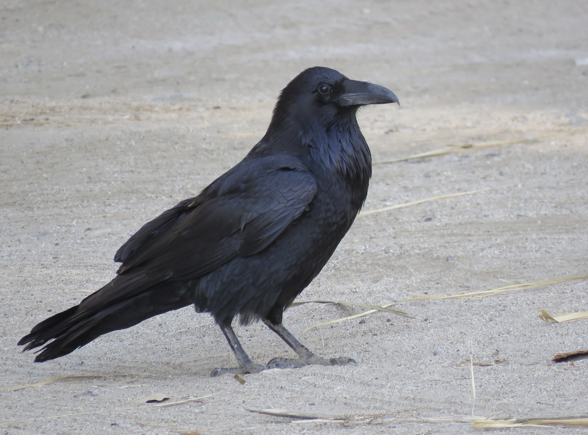 Common Raven - Jeff Mander
