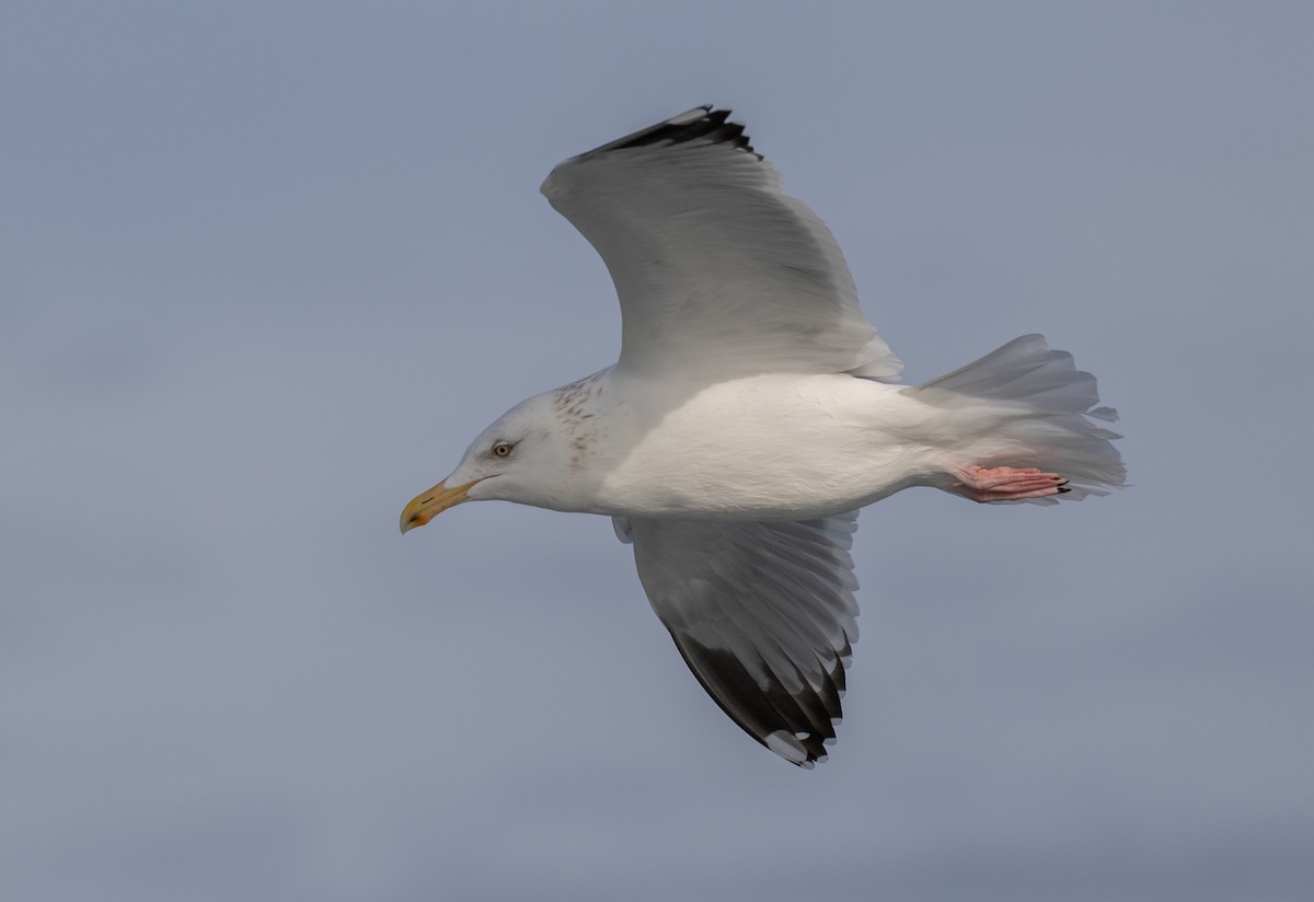 Herring Gull (American) - ML615694098