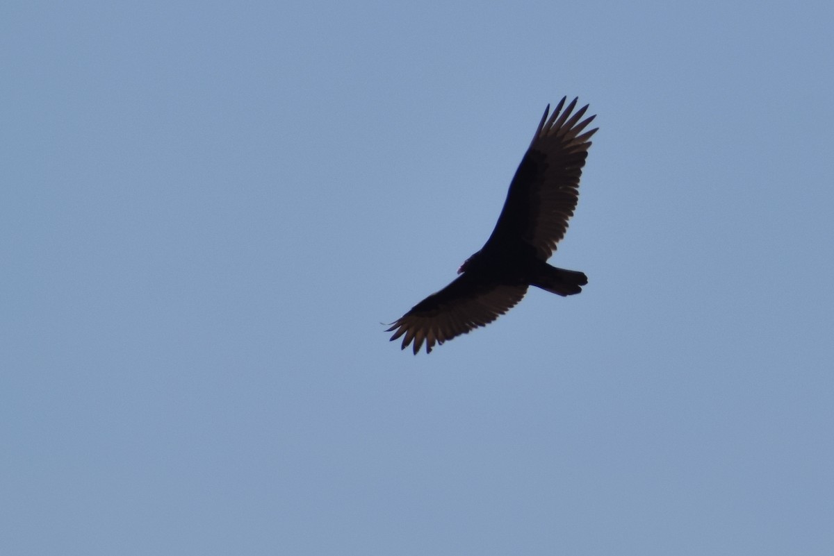 Turkey Vulture - ML615694114