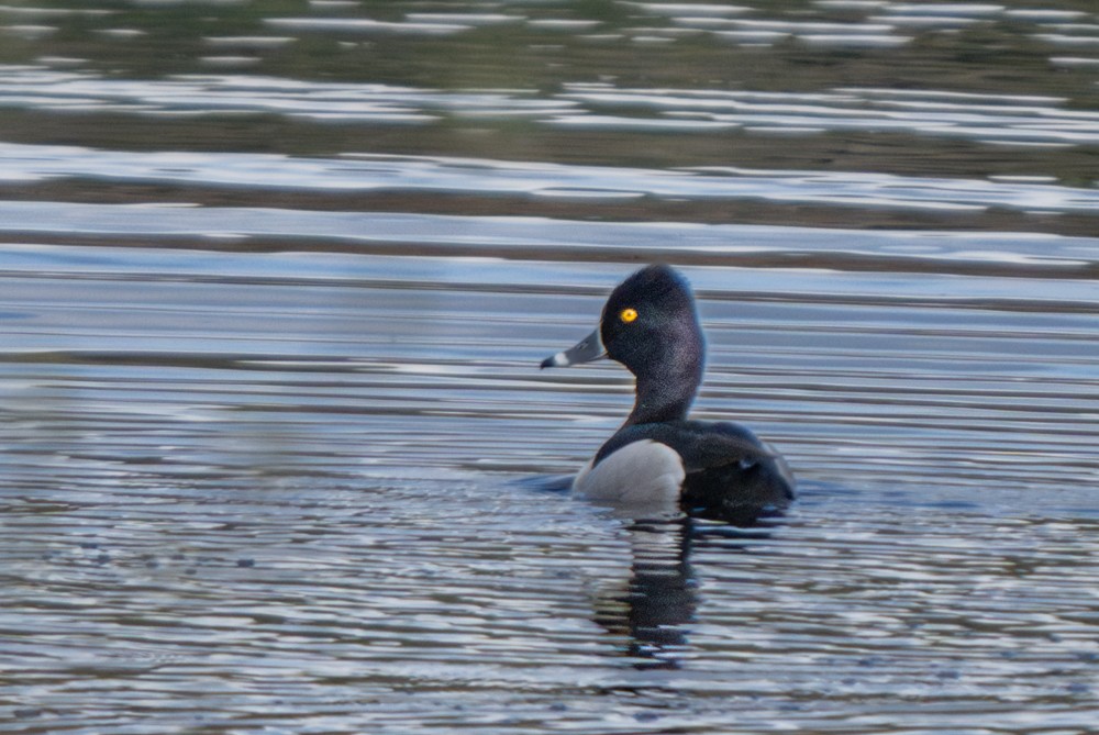 Ring-necked Duck - ML615694120