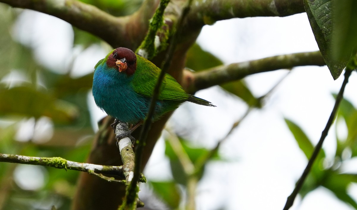 Bay-headed Tanager (Bay-and-blue) - ML615694189