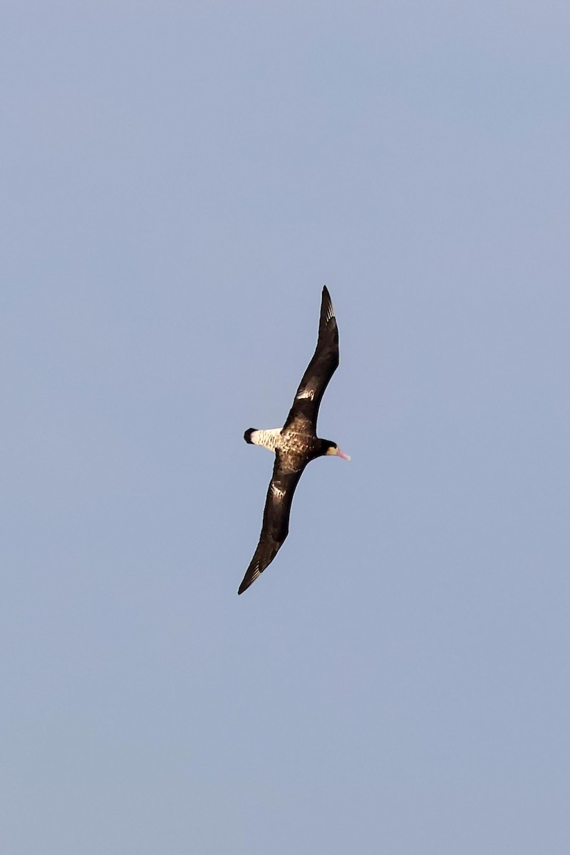 Short-tailed Albatross - ML615694260