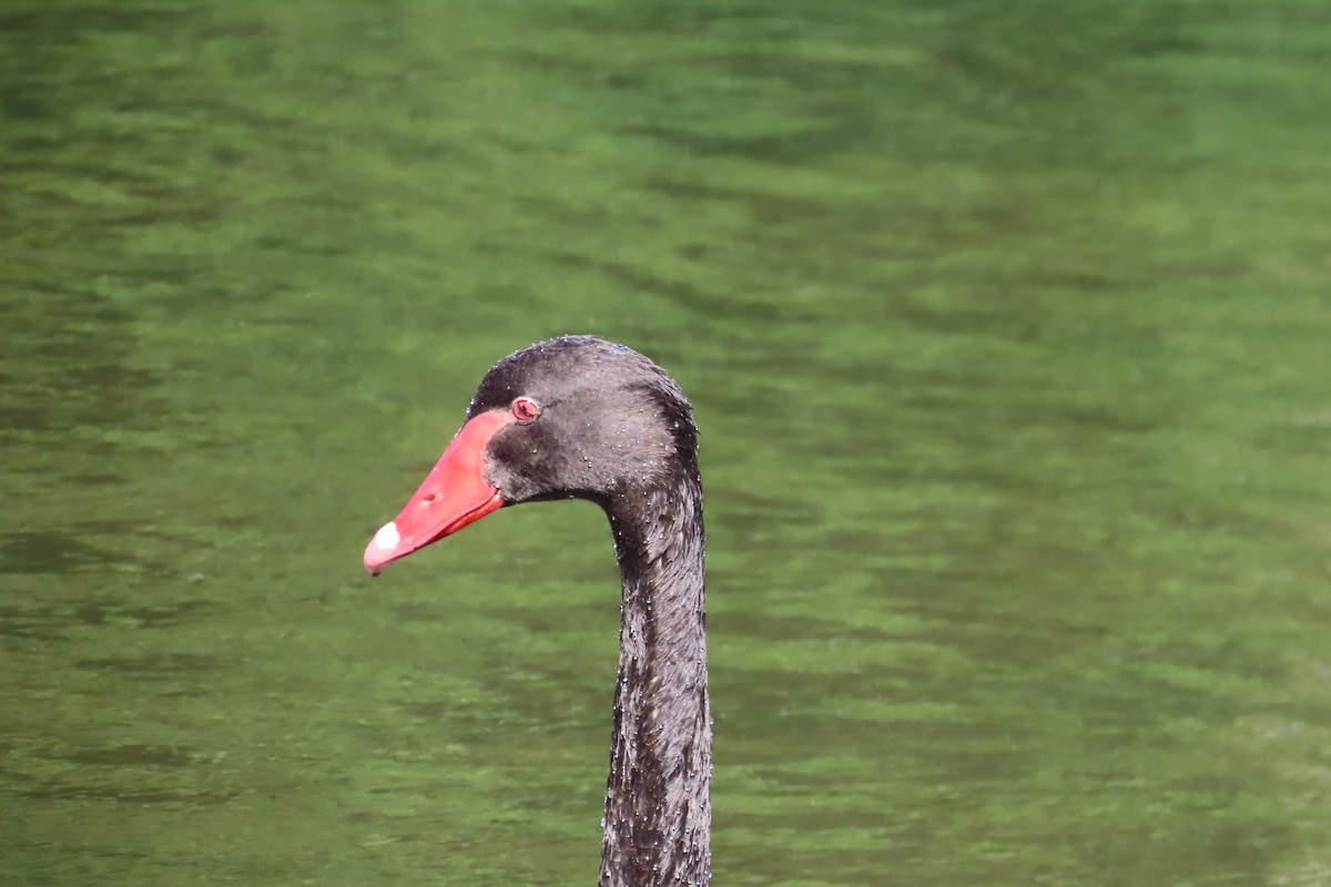 Black Swan - Christine Rand