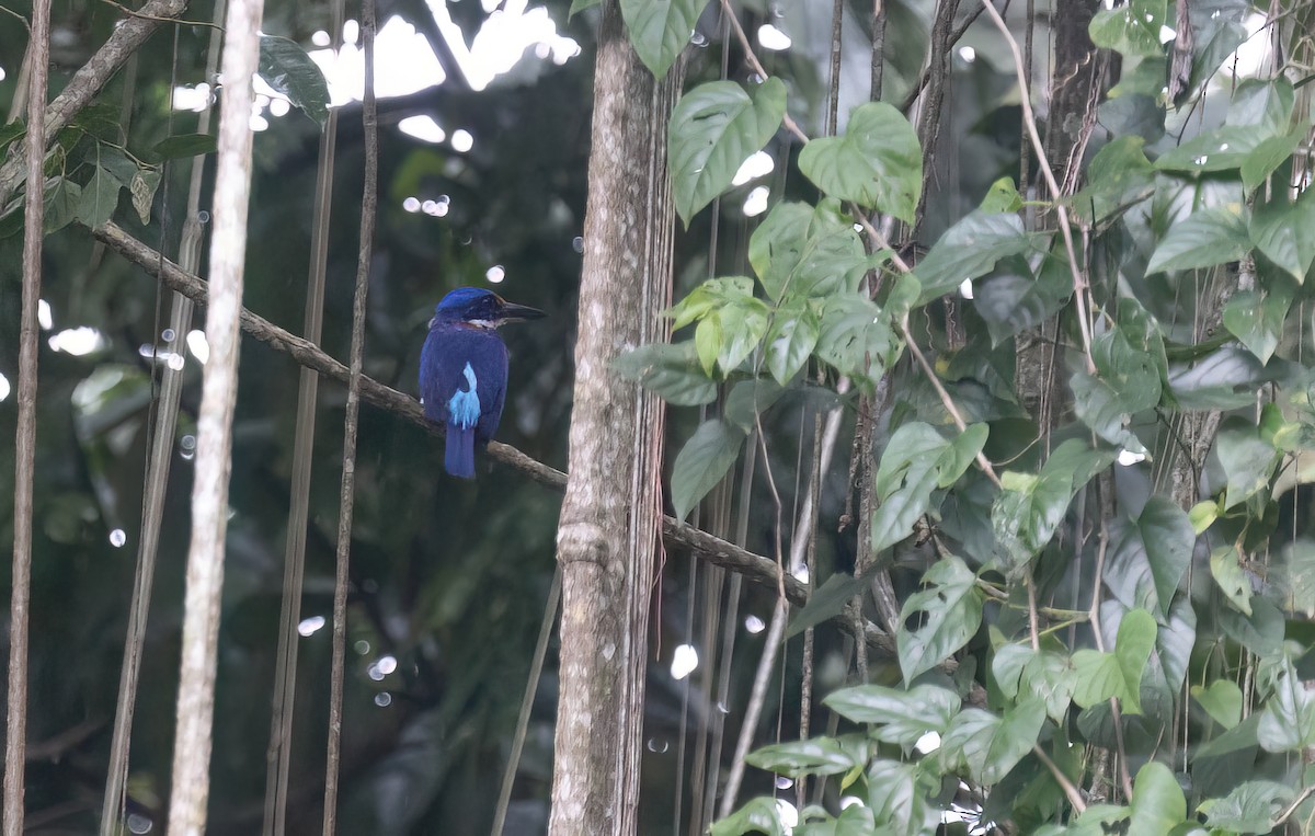 Rufous-lored Kingfisher - Po-Wei Chi