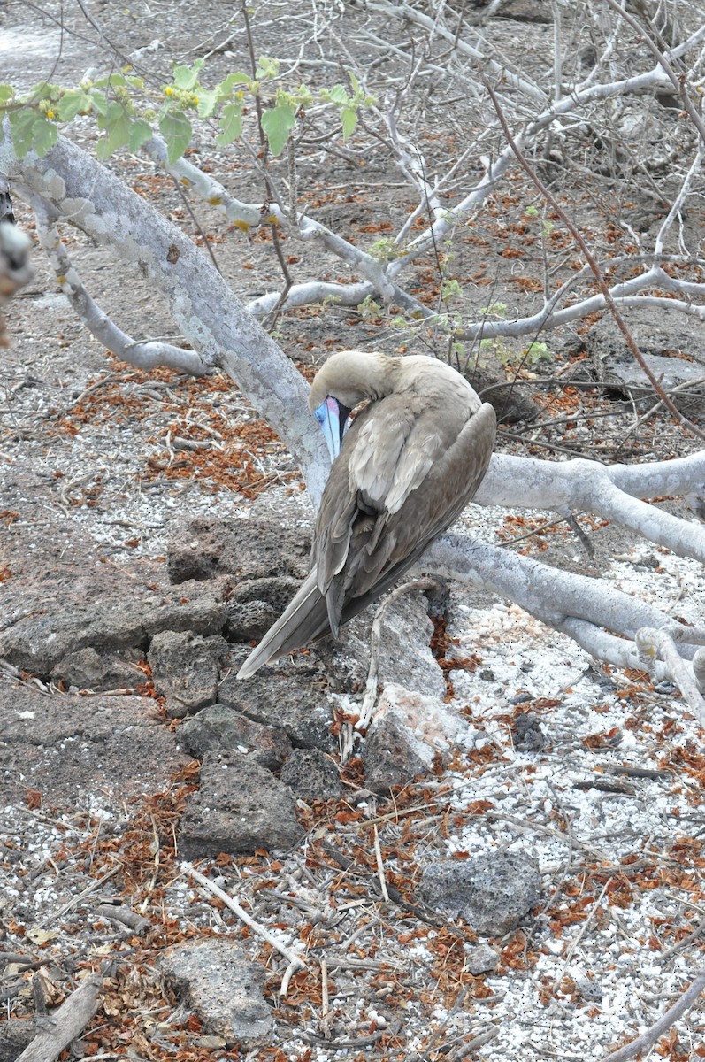 Red-footed Booby - ML615694405