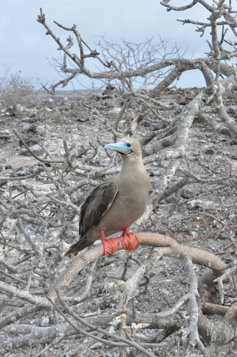 Red-footed Booby - ML615694409