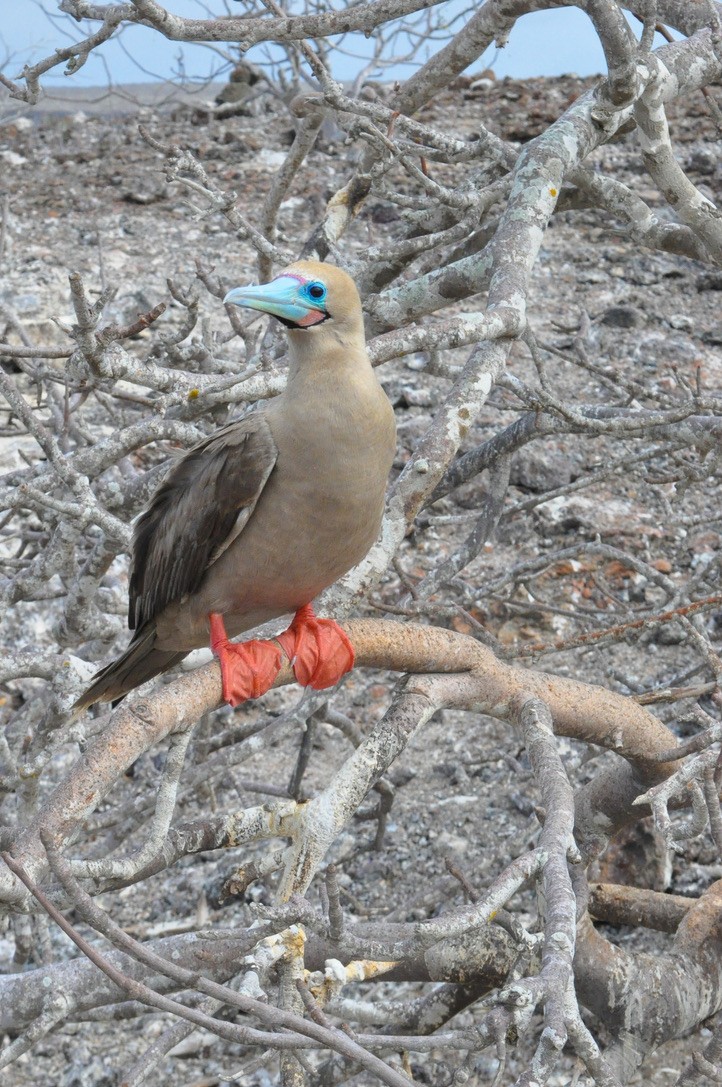 Red-footed Booby - Becca Hamm Conard