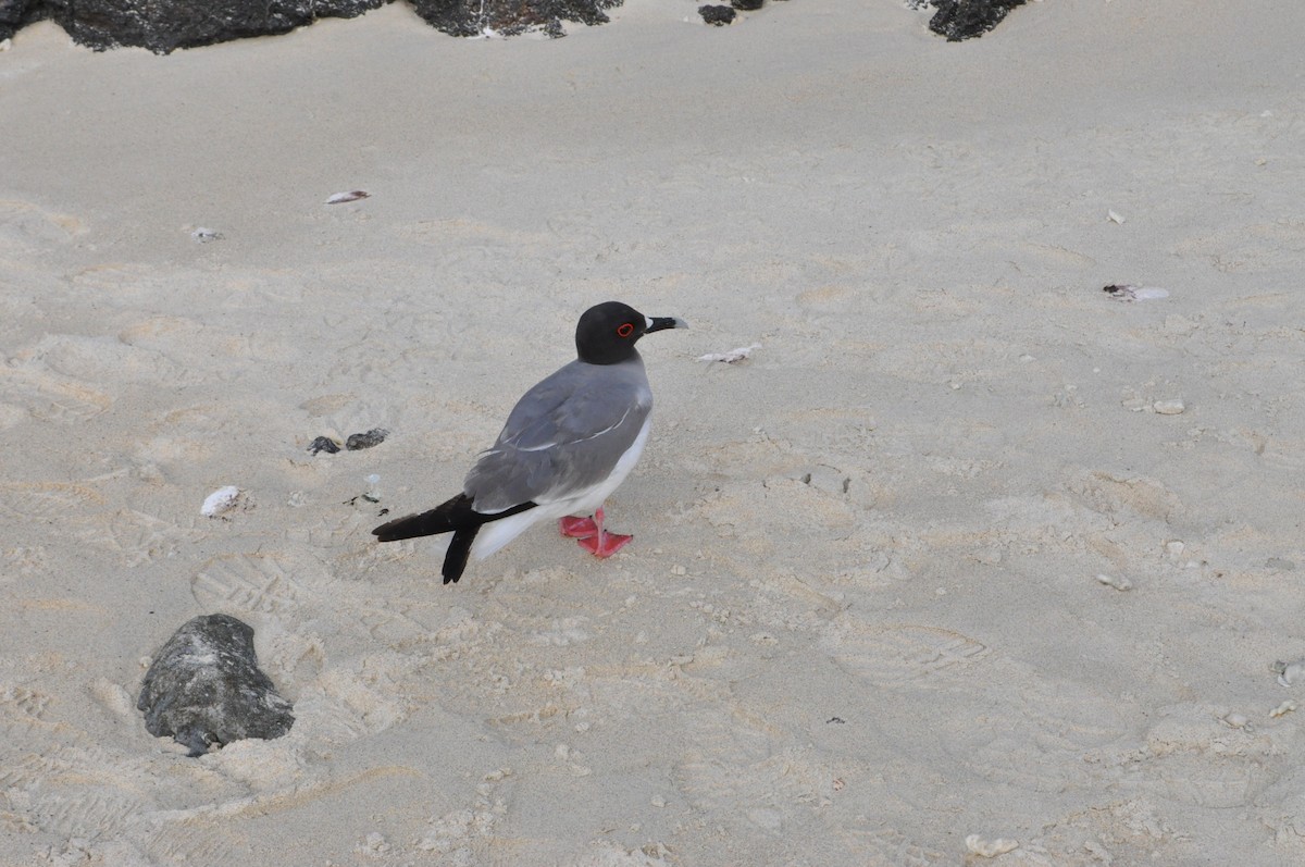Swallow-tailed Gull - ML615694428