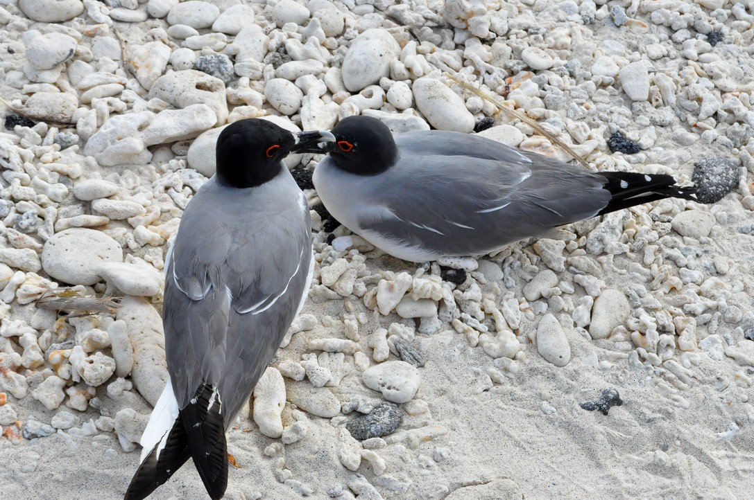 Swallow-tailed Gull - Becca Hamm Conard