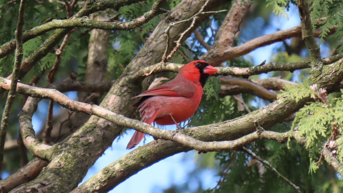 Cardinal rouge - ML615694498