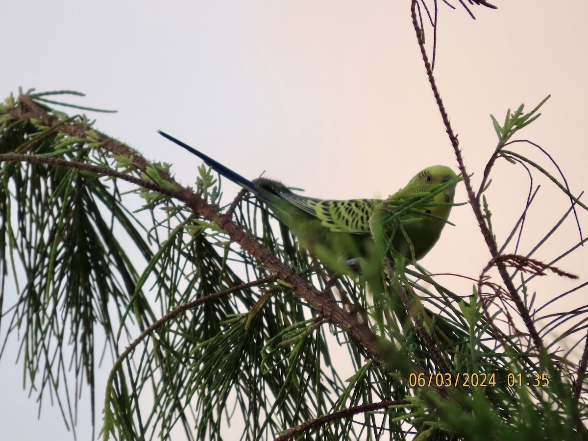 Волнистый попугайчик (Одомашенного вида) - ML615694506