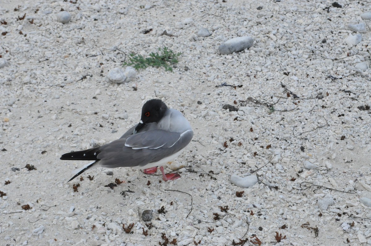 Swallow-tailed Gull - Becca Hamm Conard