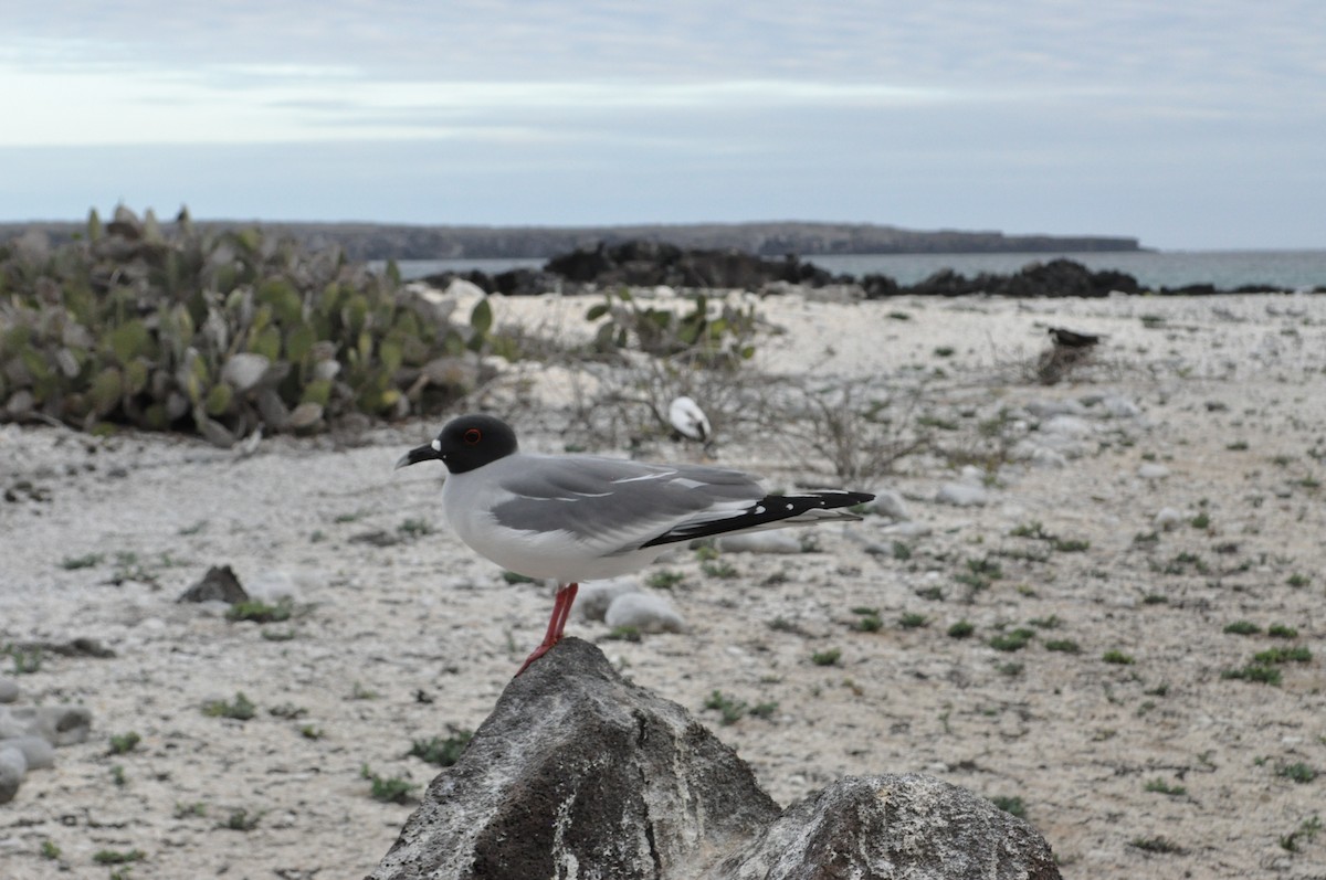 Swallow-tailed Gull - ML615694540