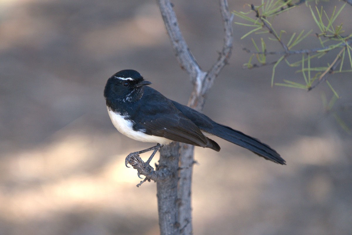 Willie-wagtail - ML615694560