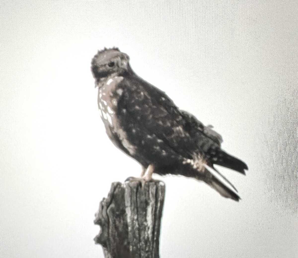 Red-tailed Hawk (Harlan's) - ML615694575