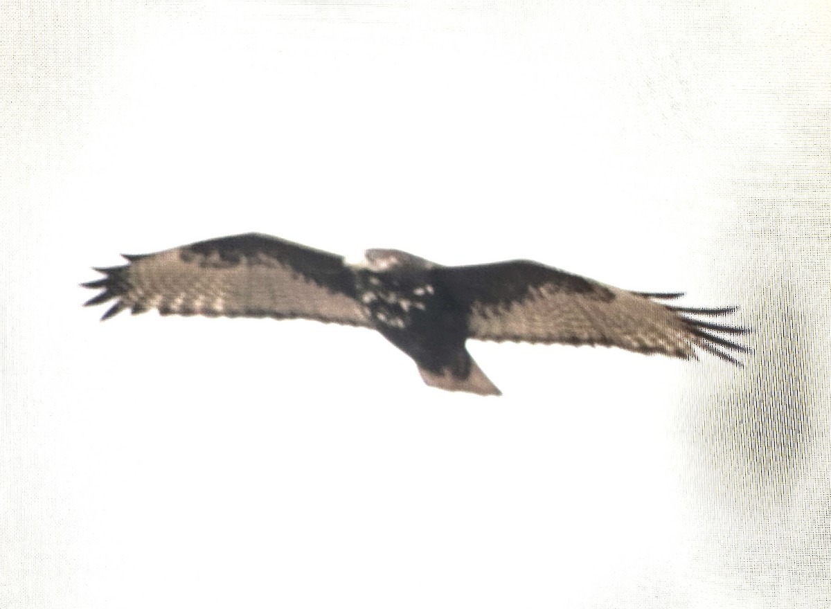 Red-tailed Hawk (Harlan's) - Darchelle Worley