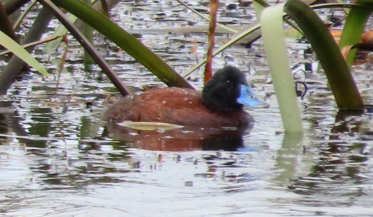 Blue-billed Duck - ML615694587