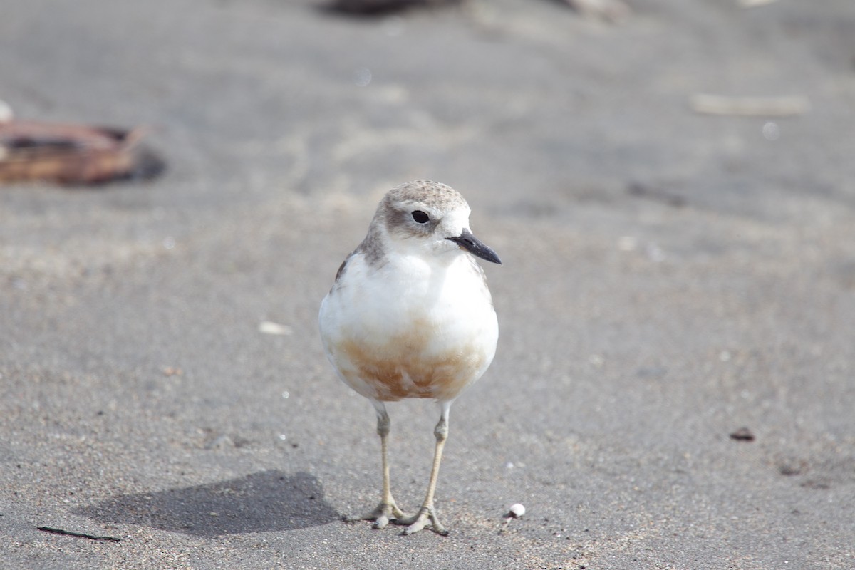 Red-breasted Dotterel - ML615694607