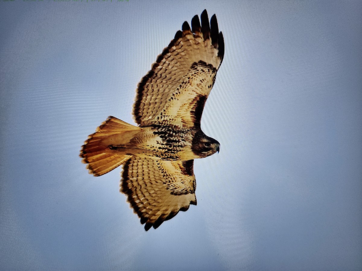 Red-tailed Hawk (abieticola) - ML615694681
