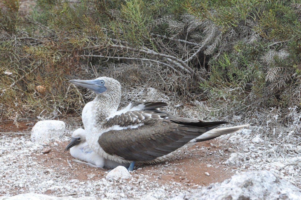 Blue-footed Booby - ML615694770
