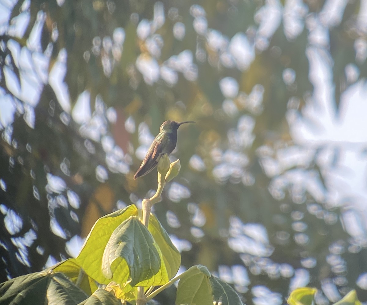 kolibřík tmavoprsý - ML615694827