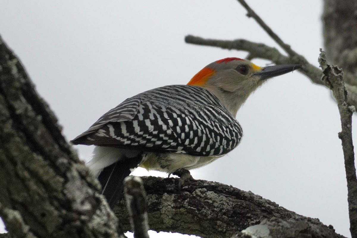 Golden-fronted Woodpecker - ML615694831